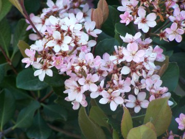 Raphiolepis umbellata (Thunb.) Makino